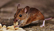 24 Hour & Emergency Exterminators in Valley, NE